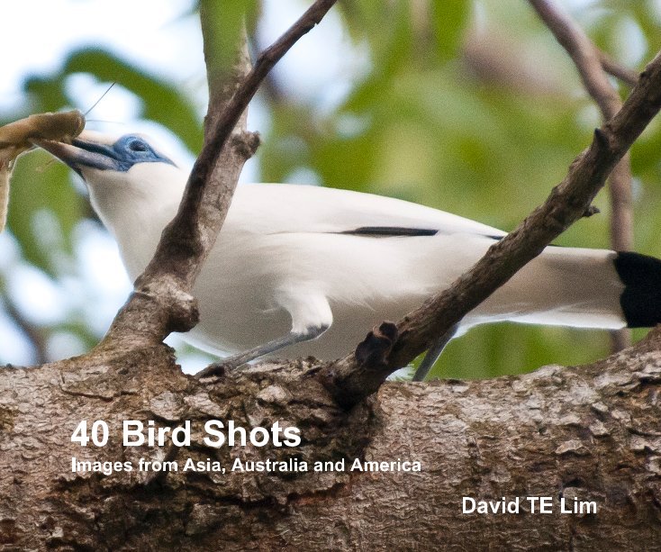View 40 Bird Shots by David TE Lim
