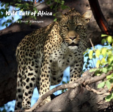 Wild Cats of Africa By Peter Flanagan book cover
