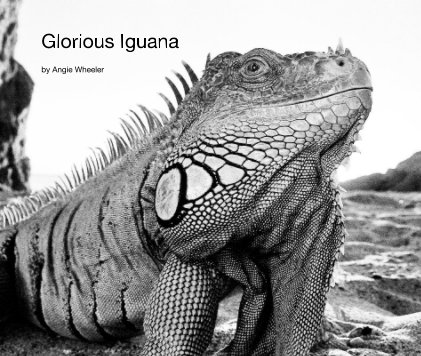 Glorious Iguana book cover