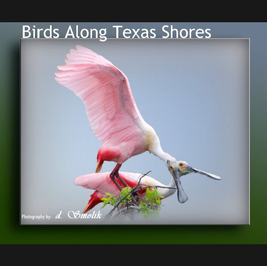 View Birds Along Texas Shores by dsjsws