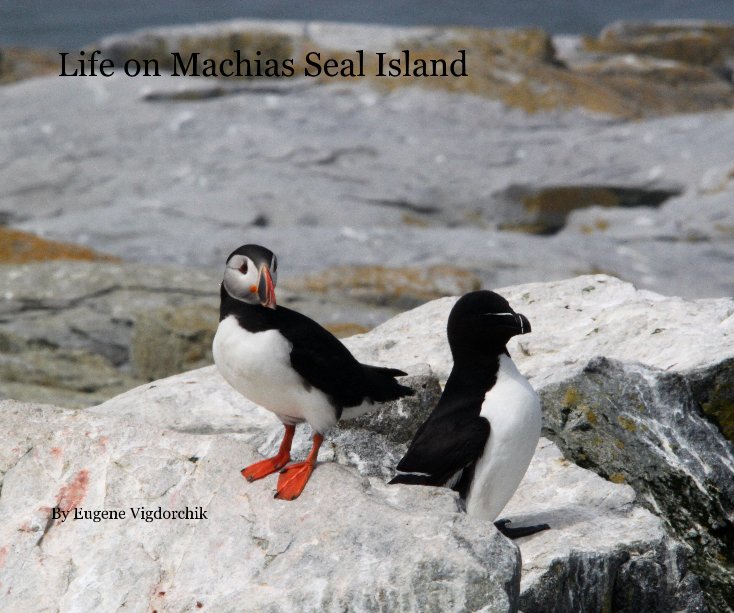 View Life on Machias Seal Island by Eugene Vigdorchik