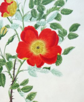 A Collection of Roses from Nature book cover