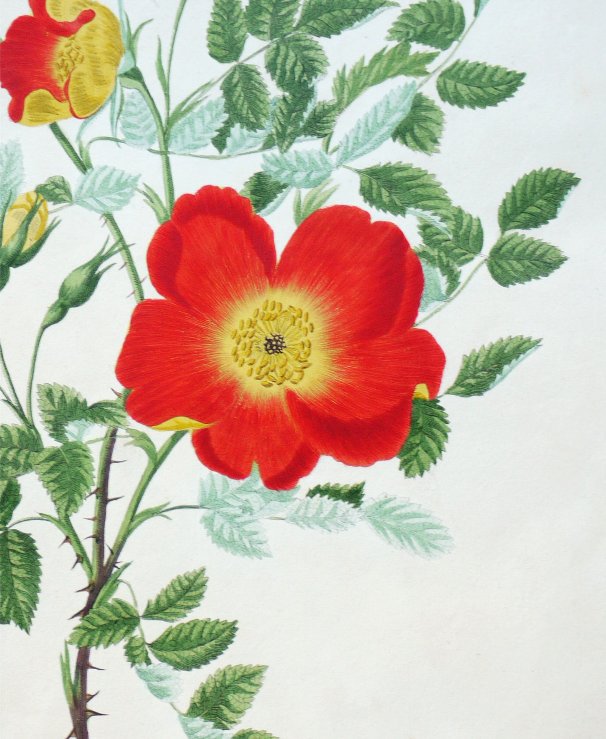 View A Collection of Roses from Nature by compiled by Jonathan Marrow