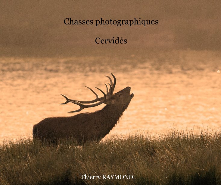 View Chasses photographiques Cervidés by Thierry RAYMOND