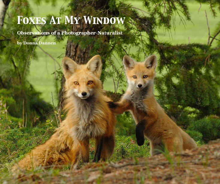 View Foxes At My Window by Donna Dannen
