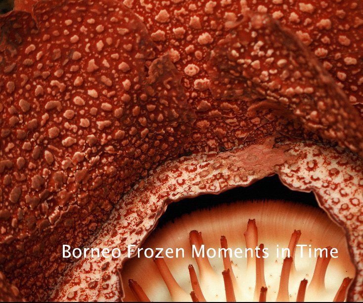 View Borneo Frozen Moments in Time by Britta Houben