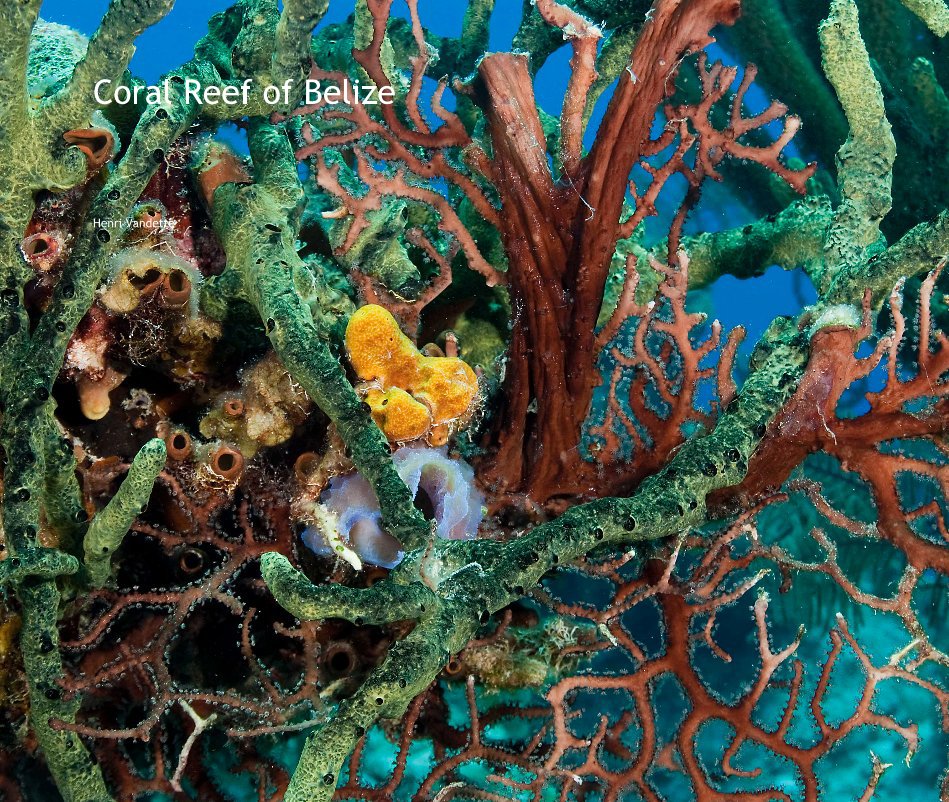 View Coral Reef of Belize by Henri Vandette