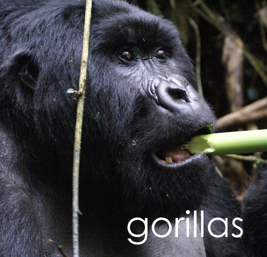 Ver gorillas por Layne Moon