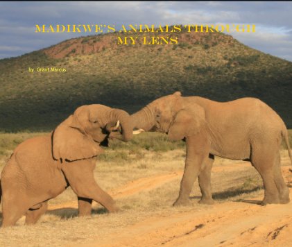 Madikwe's animals through my lens book cover