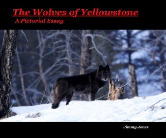 The Wolves of Yellowstone (10 x 8) book cover