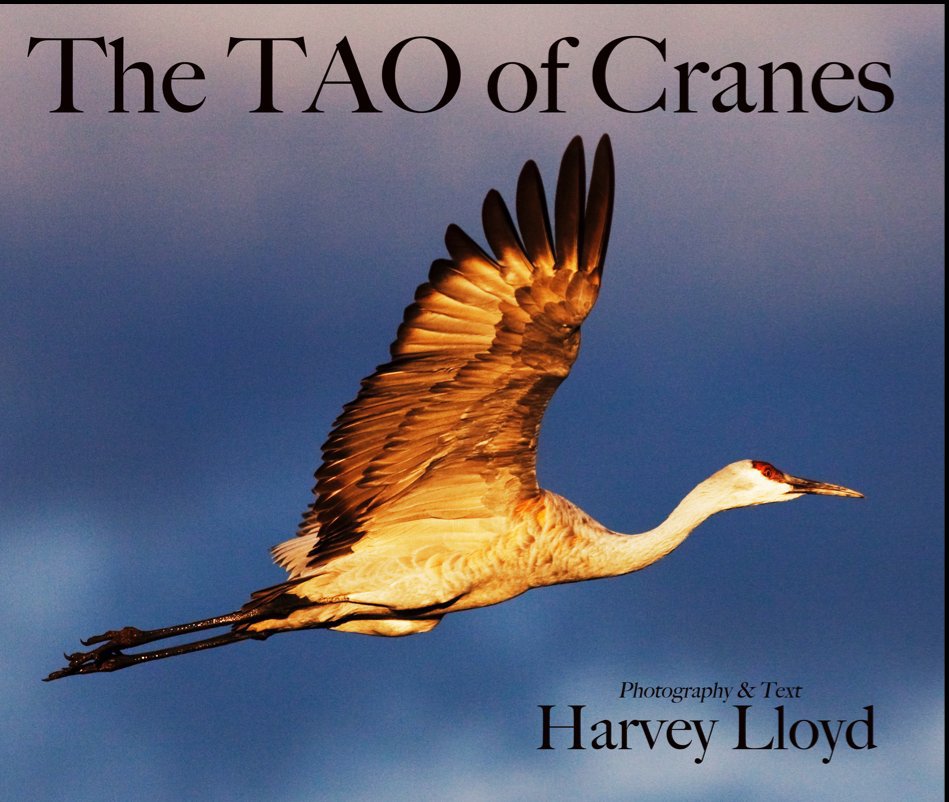 View THE TAO OF CRANES by Harvey Lloyd