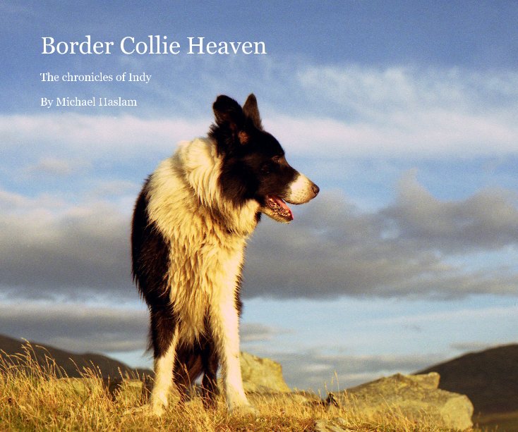 View Border Collie Heaven by Michael Haslam