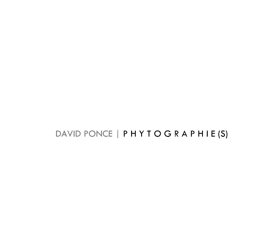 View PHYTOGRAPHIE(S) by David Ponce