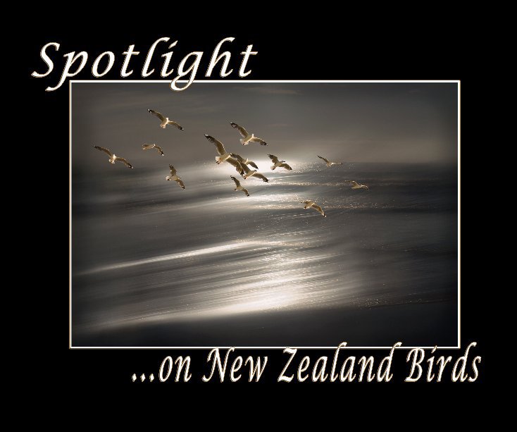 View Spotlight on NZ Birds by Christylisty