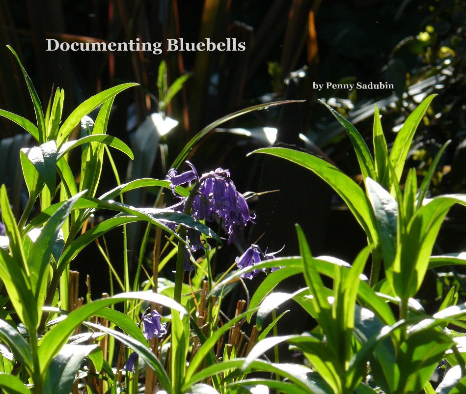 View Documenting Bluebells by Penny Sadubin