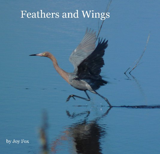 View Feathers and Wings by Joy Fox