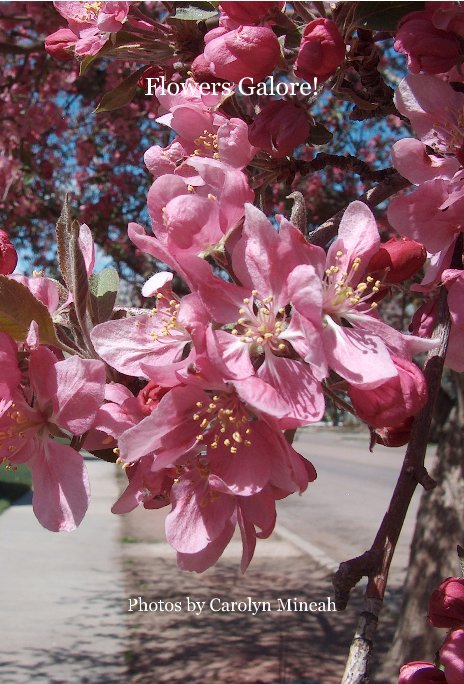 Ver Flowers Galore! por Photos by Carolyn Mineah