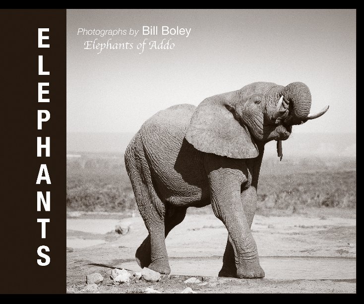 Ver Elephants por Bill Boley