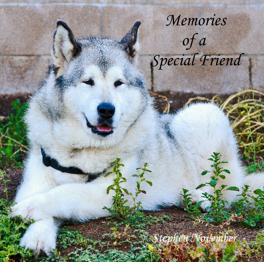 View Memories of a Special Friend by Stephen November