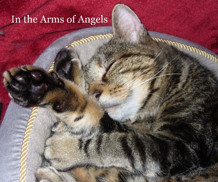 Ver In the Arms of Angels por Gail Covington