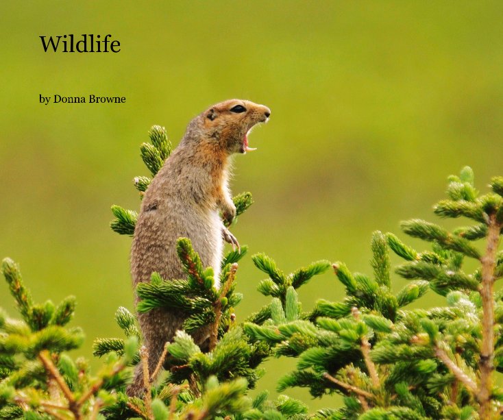 Bekijk Wildlife op Donna Browne