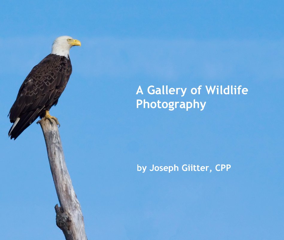 Ver A Gallery of Wildlife Photography por Joseph Giitter, CPP