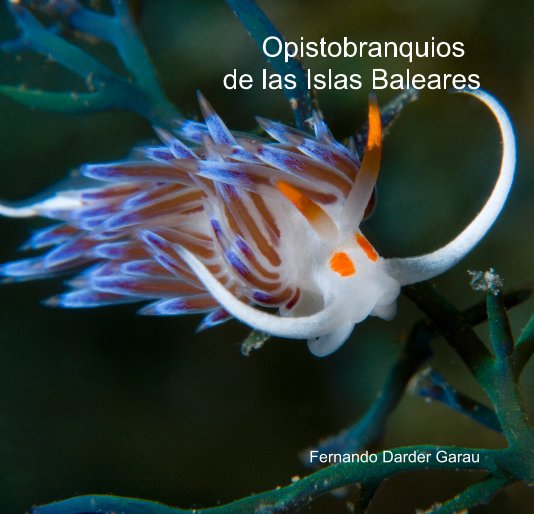 View Buceando en Mallorca, Macrofotografía de nudibranquios. Opistobranquios by Fernando Darder Garau