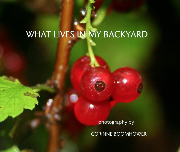 View WHAT LIVES IN MY BACKYARD by Corinne Boomhower