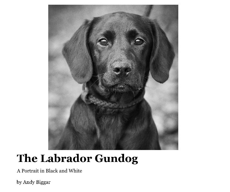 View The Labrador Gundog by Andy Biggar