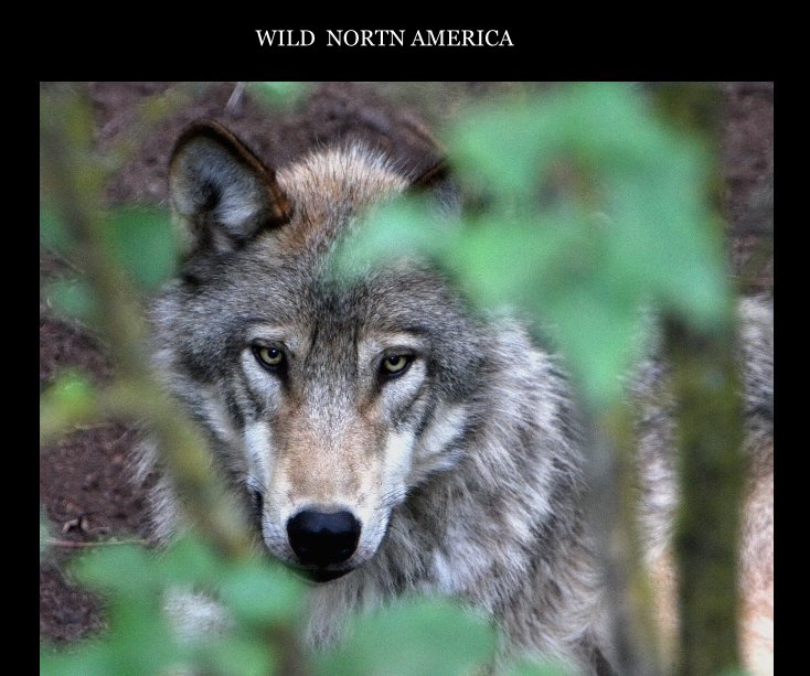 View WILD NORTH AMERICA by by Luca Migliorino