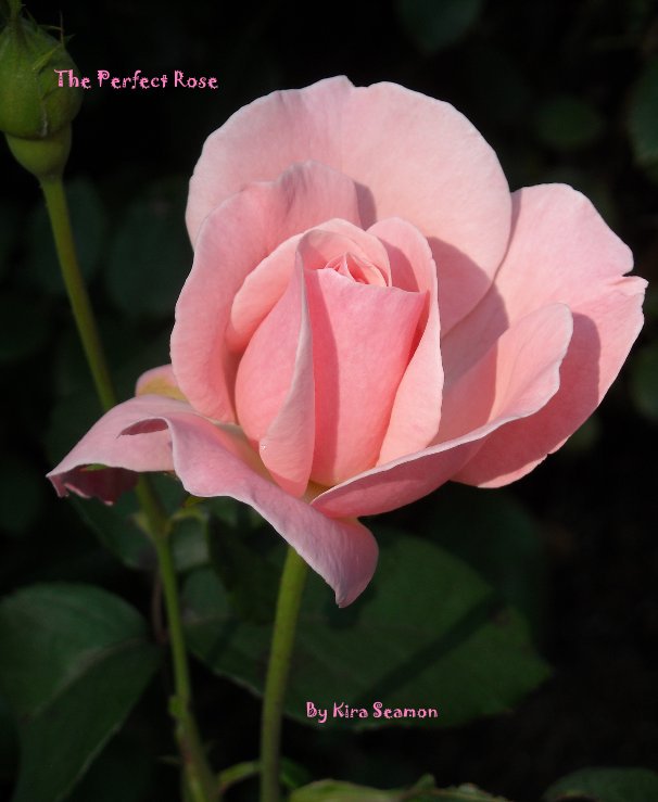 View The Perfect Rose by Kira Seamon