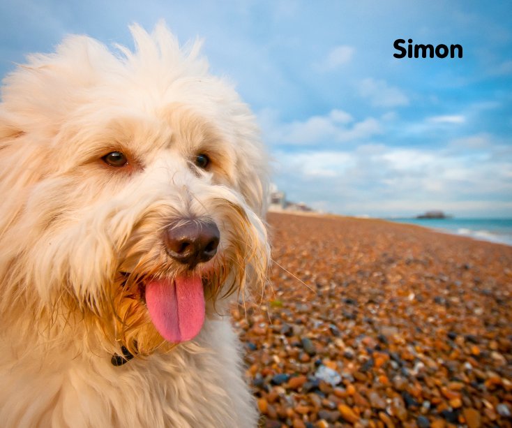 Ver Simon por Brighton Dog Photography
