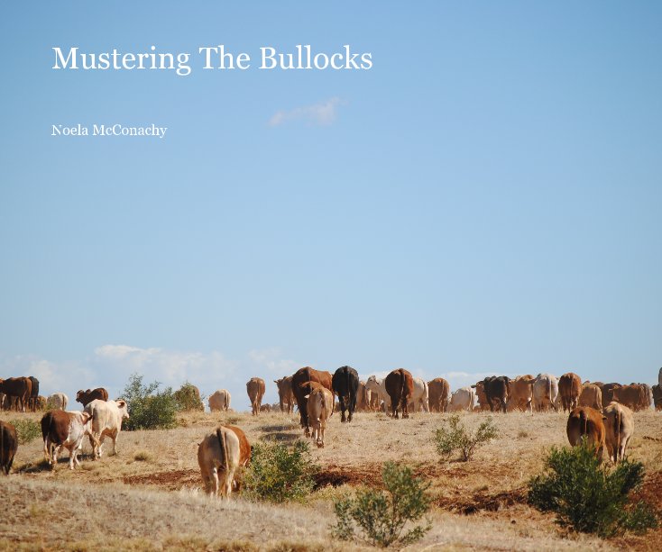 View Mustering The Bullocks by Noela McConachy