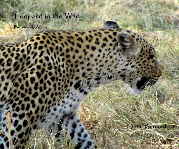 Leopard in the Wild nach cjbern65 anzeigen