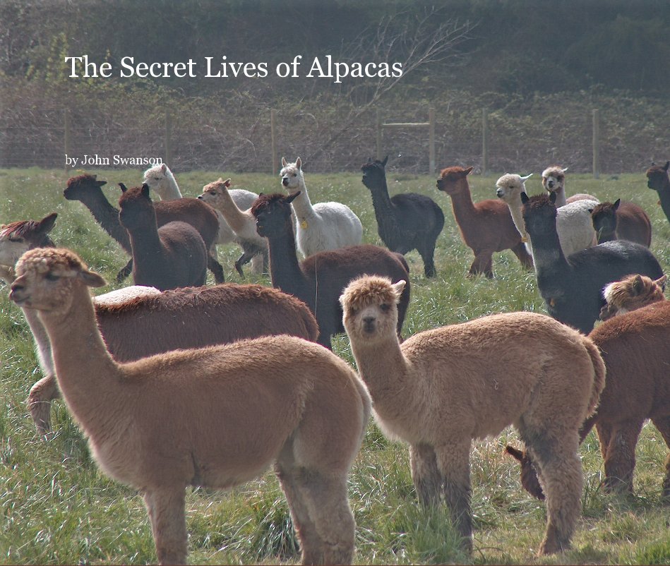 View The Secret Lives of Alpacas by John Swanson