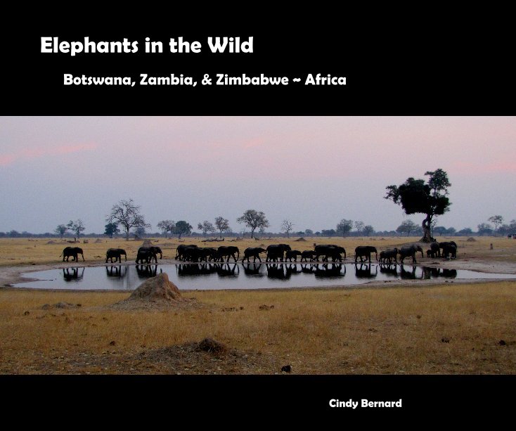 View Elephants in the Wild by Cindy Bernard