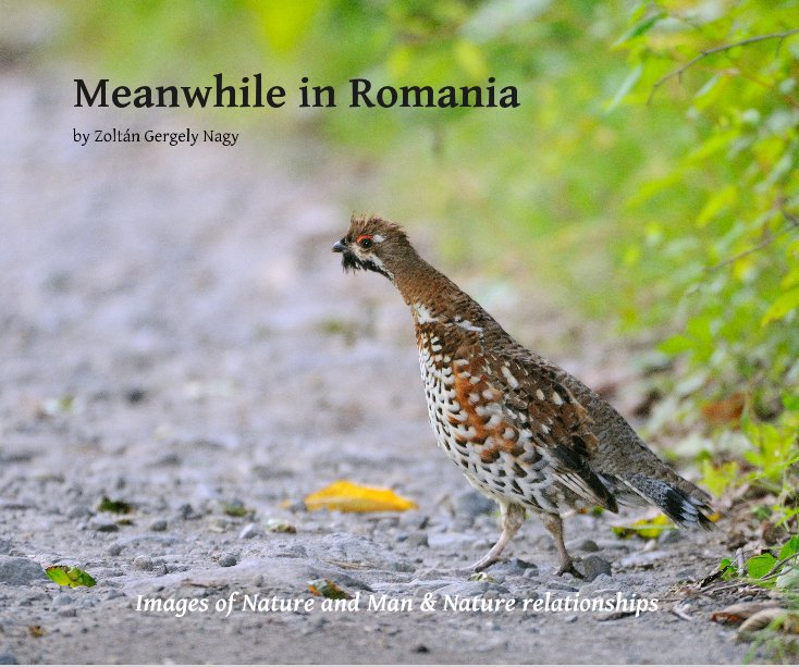 View Meanwhile in Romania by Zoltán Gergely Nagy