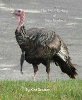 The Wild Turkey of New England book cover