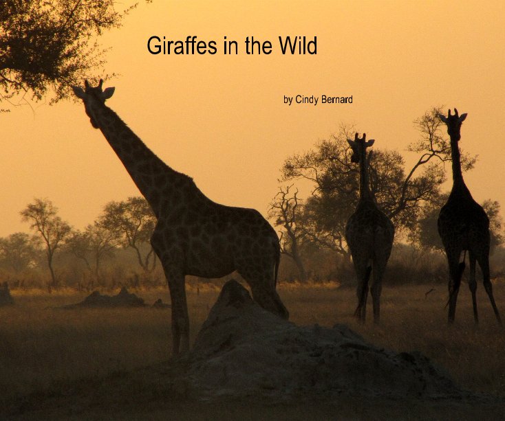 View Giraffes in the Wild by Cindy Bernard