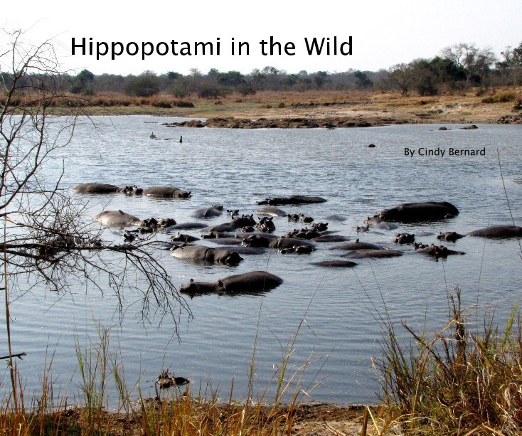 Hippopotami in the Wild nach cjbern65 anzeigen