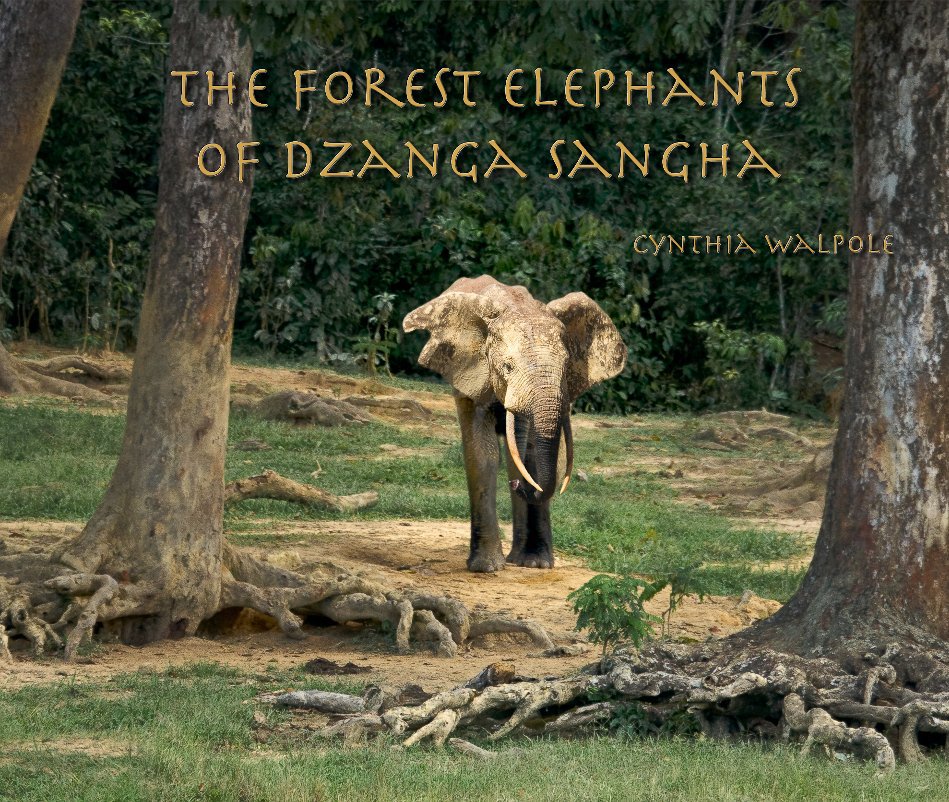 View The Forest Elephants of Dzanga Sangha by Cynthia Walpole