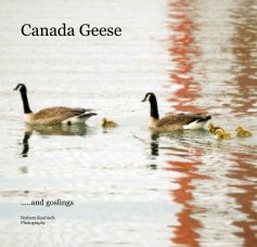 Canada Geese book cover