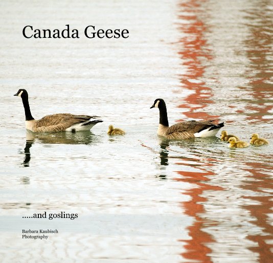 Ver Canada Geese por Barbara Kaubisch Photography