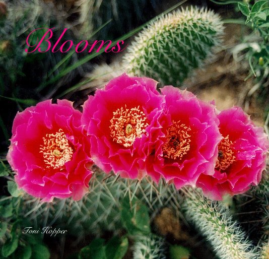 View Blooms by Toni Hopper