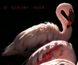 a     c l o s e r     l o o k book cover