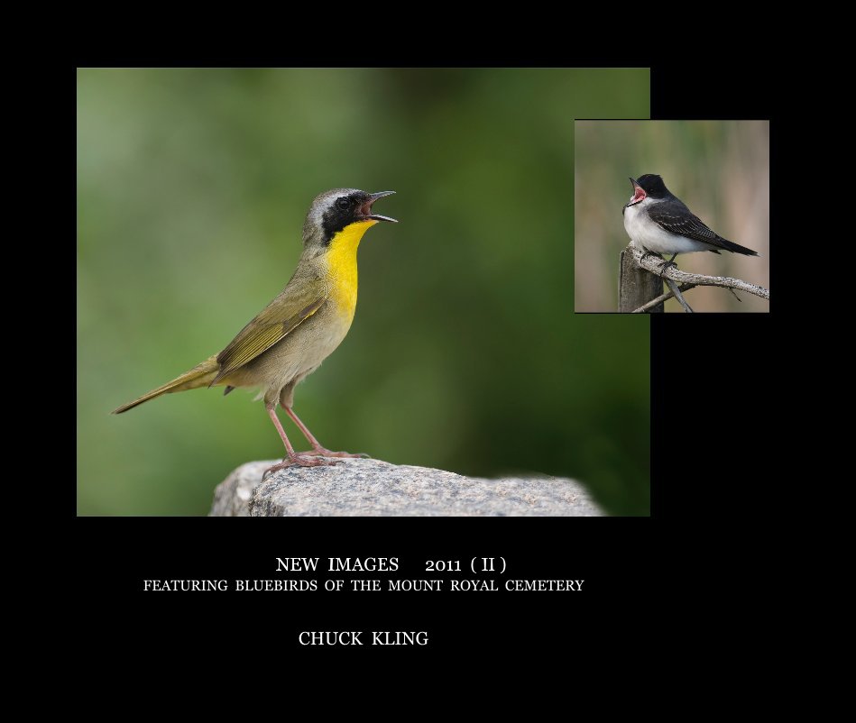 Bekijk NEW IMAGES 2011 ( II ) FEATURING BLUEBIRDS OF THE MOUNT ROYAL CEMETERY op CHUCK KLING