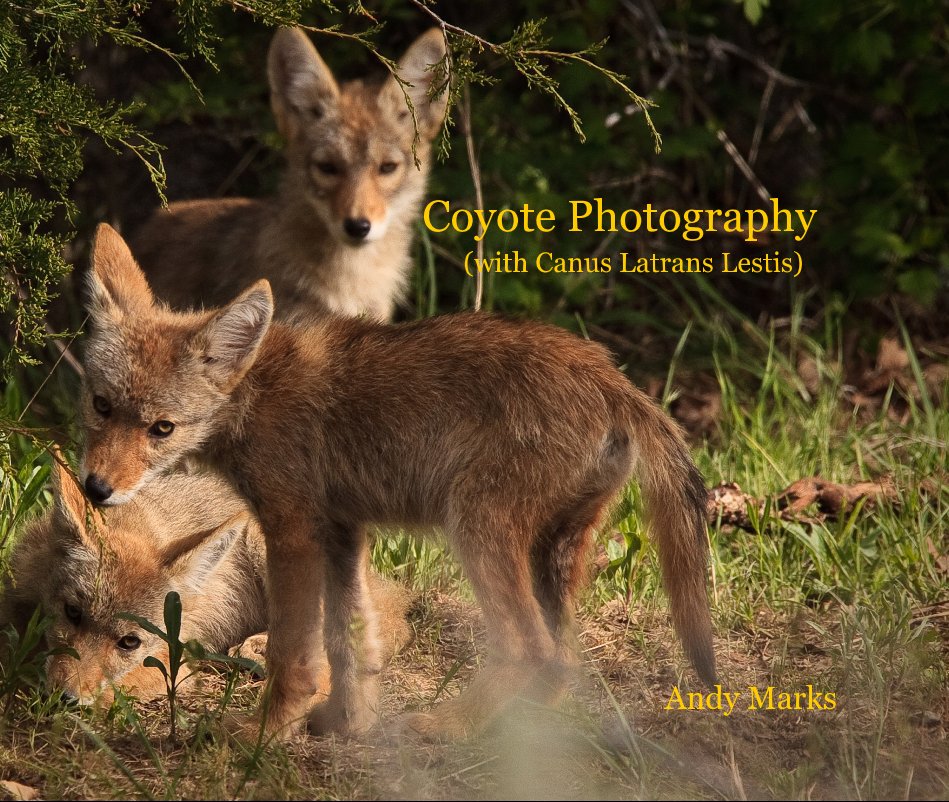 View Coyote Photography (with Canus Latrans Lestis) Andy Marks by Andy Marks
