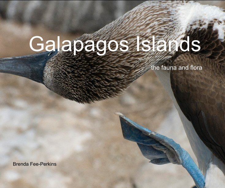 View Galapagos Islands by Brenda Fee-Perkins