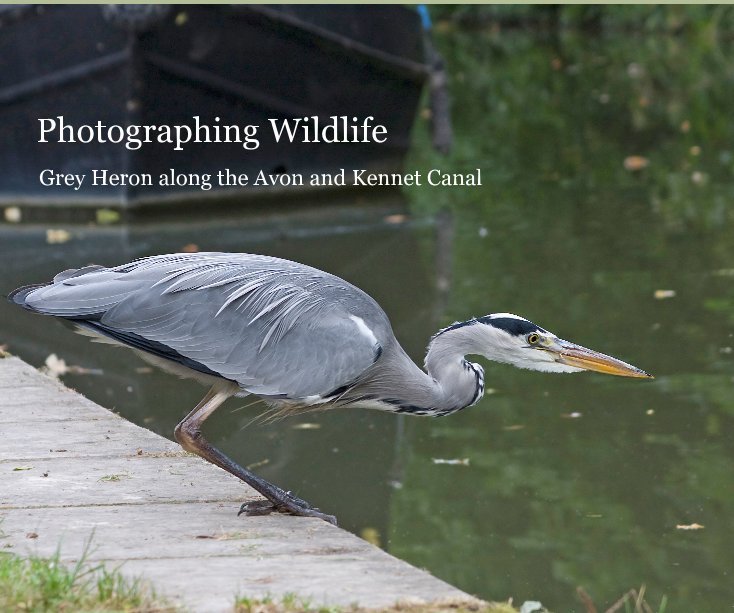 Bekijk Photographing Wildlife op Gordon Humphreys