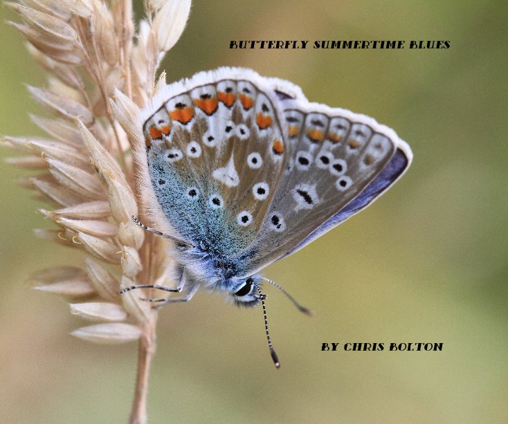 View Butterfly Summertime Blues By Chris Bolton by Chris Bolton